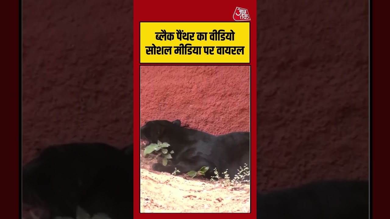 आंध्र प्रदेश: 40 साल बाद, इंदिरा गांधी प्राणी उद्यान (IGZP) में एक ब्लैक पैंथर को छोड़ा गया #shorts
