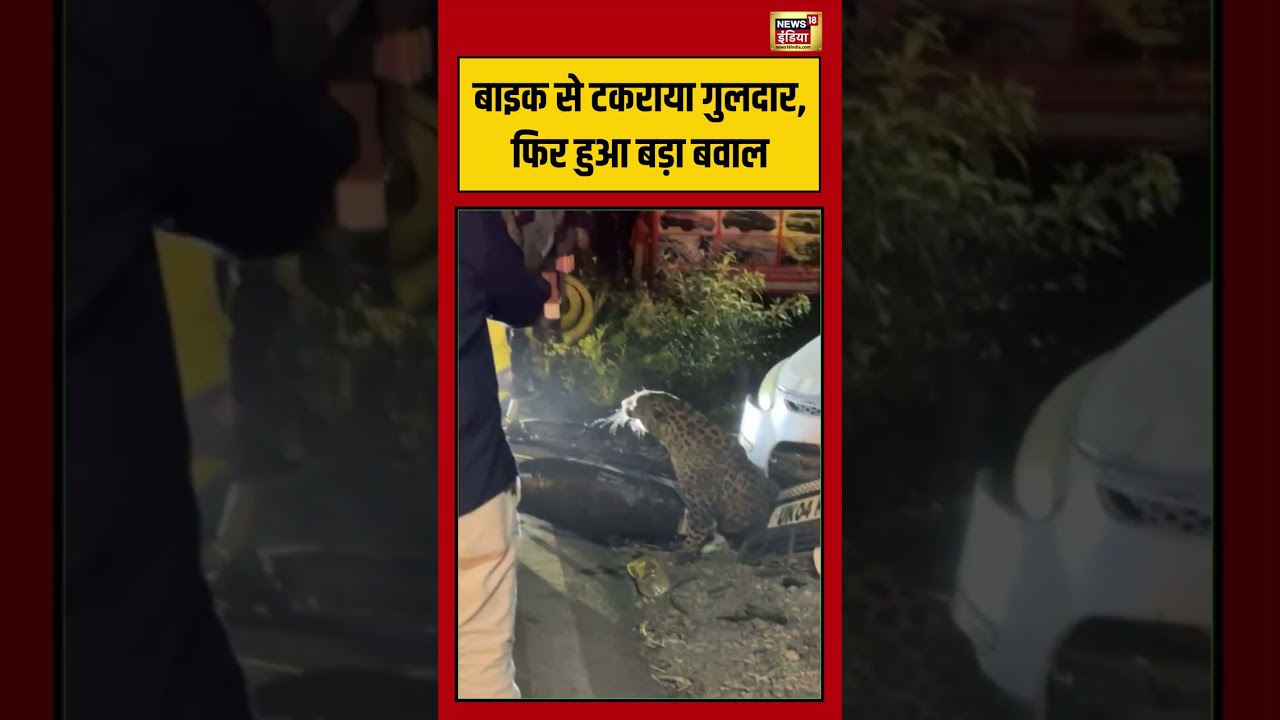Accident Viral: बाइक से टकराया गुलदार, फिर हुआ बड़ा बवाल | #viralvideo #shorts