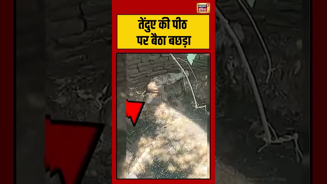 Animal Rescue Viral Video: तेंदुए की पीठ पर बैठा बछड़ा | #viralvideo #viralnews #shorts #shortvideo