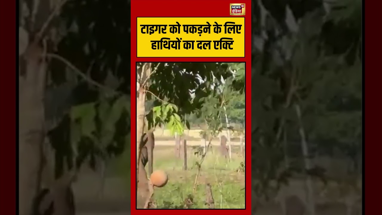 Animal Rescue | टाइगर को पकड़ने के लिए हाथियों का दल एक्टि | #shorts #viralvideo #viralnews