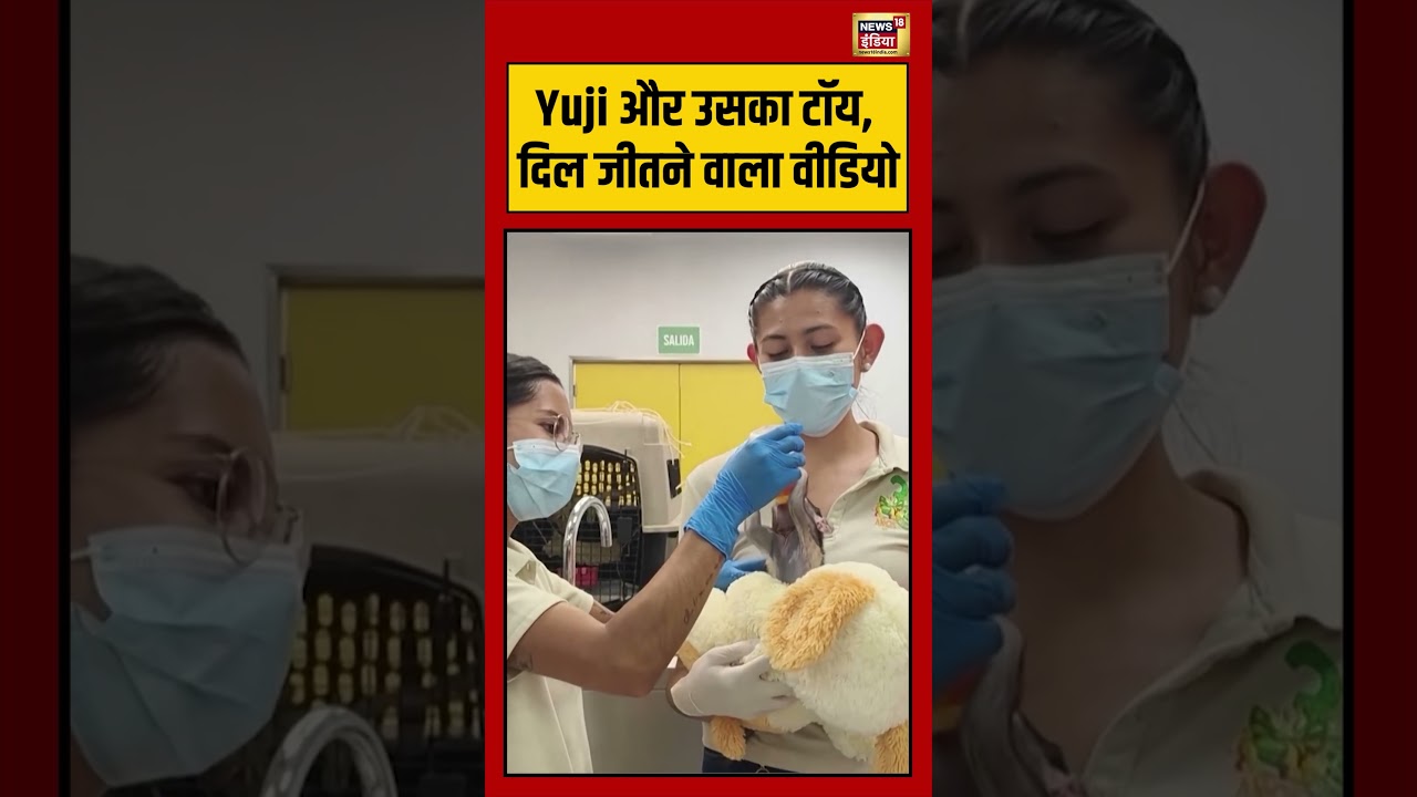 Baby monkey: Yuji और उसका टॉय, दिल जीतने वाला वीडियो | #viralvideo #viralnews #shorts