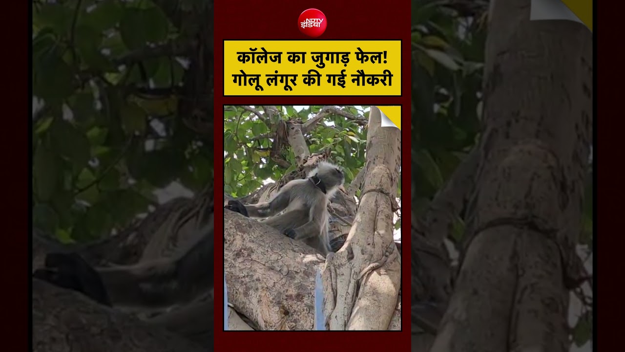 College Jugaad Fail! गोलू लंगूर की नौकरी को Forest Department की लगी नजर?