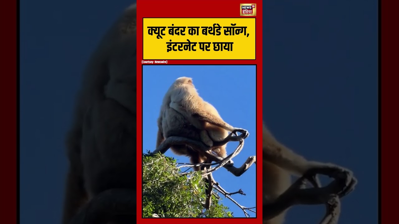 Cute बंदर का बर्थडे सॉन्ग, इंटरनेट पर छाया | #viralvideo #viralnews #shortvideo #shorts