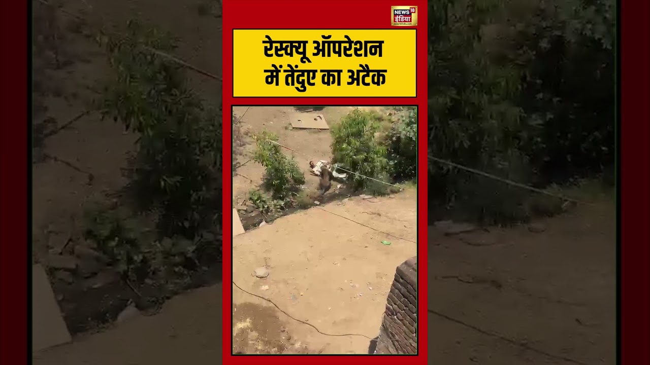 Dhar Leopard Attack Viral Video: रेस्क्यू ऑपरेशन में तेंदुए का अटैक #viralvideo #viralnews #shorts