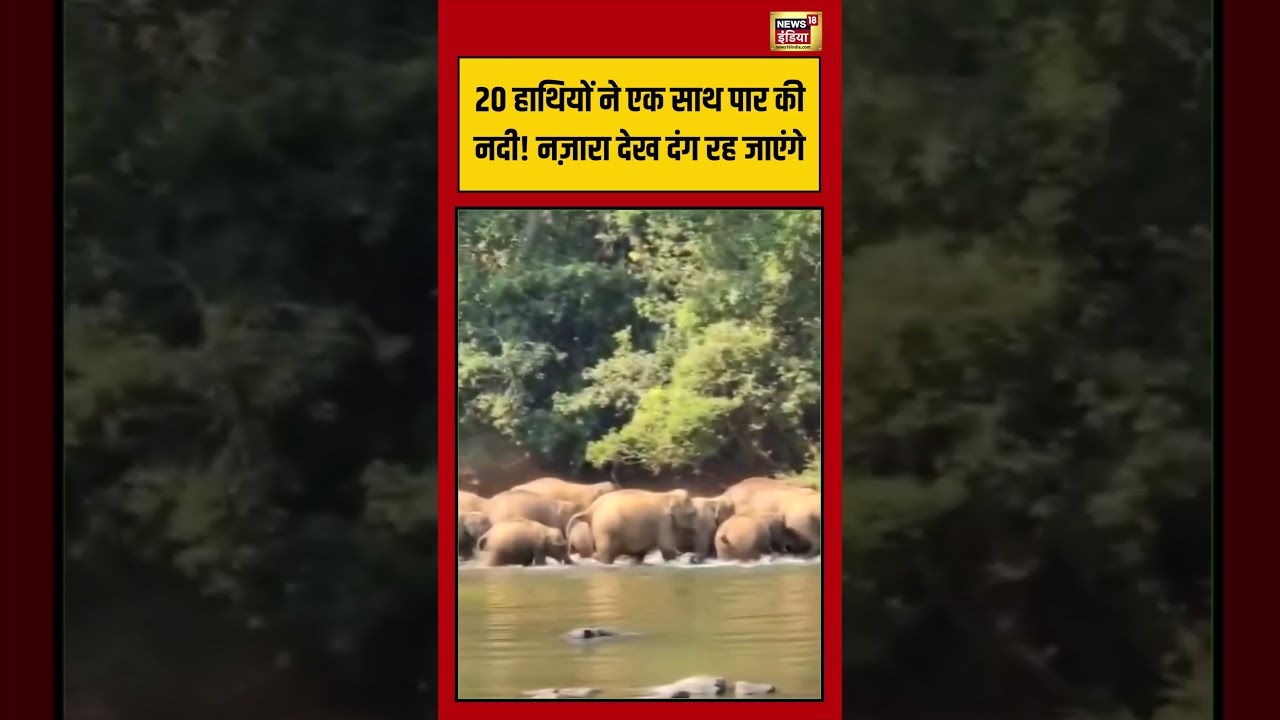Elephant Crossing River: 20 हाथियों ने एक साथ पार की नदी! नज़ारा देख दंग रह जाएंगे | #shorts