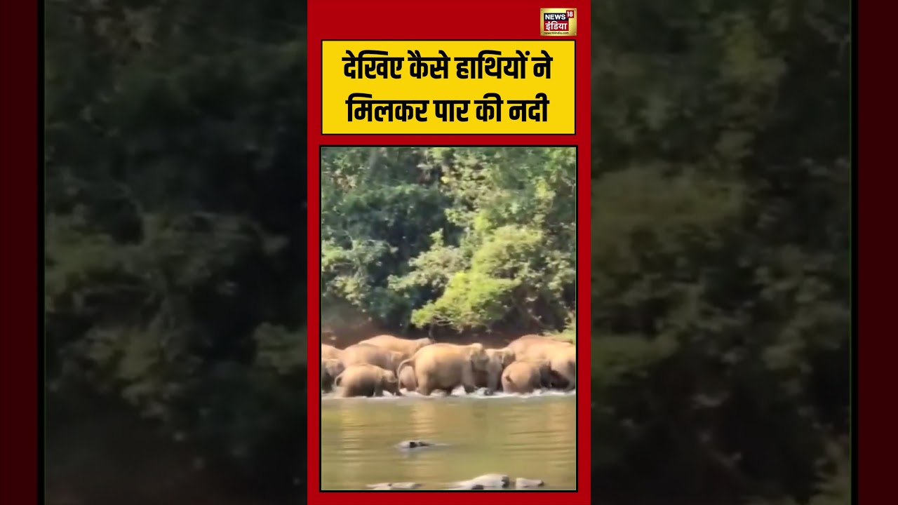 Elephant Crossing River: देखिए कैसे हाथियों ने मिलकर पार की नदी | #viralvideo #viralnews #shorts