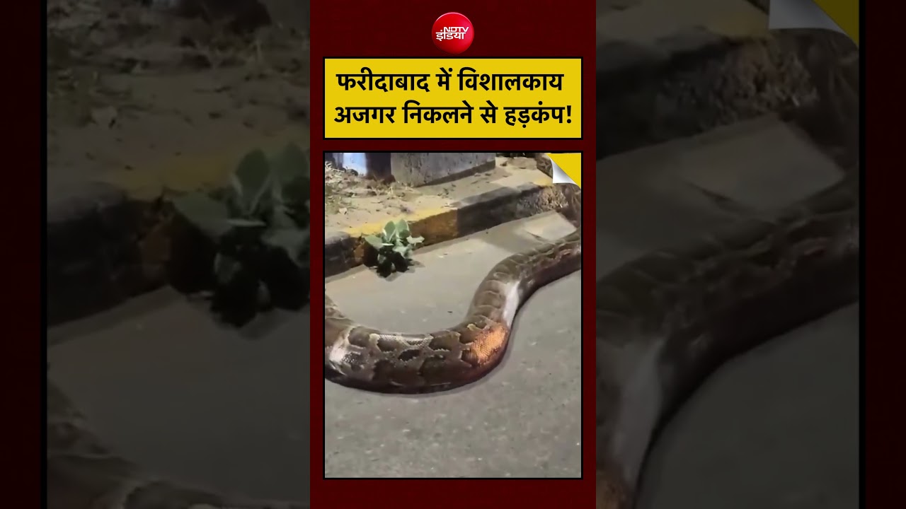 Faridabad Python Video: फरीदाबाद में रिहायशी इलाके में निकला विशालकाय अजगर! #shorts #viralnews #ndtv