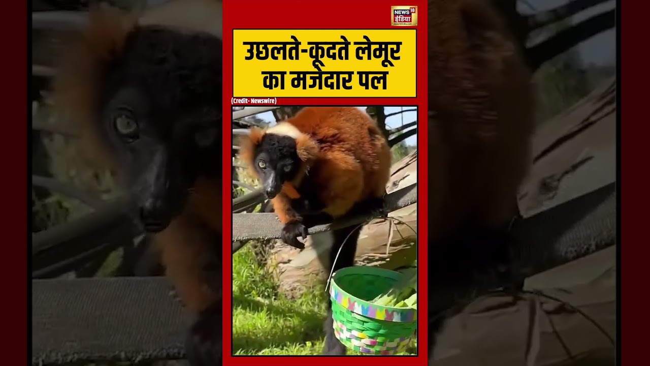Funny moment of jumping lemur: उछलते कूदते लेमूर का मजेदार पल | #viralnews #viralvideo #shorts