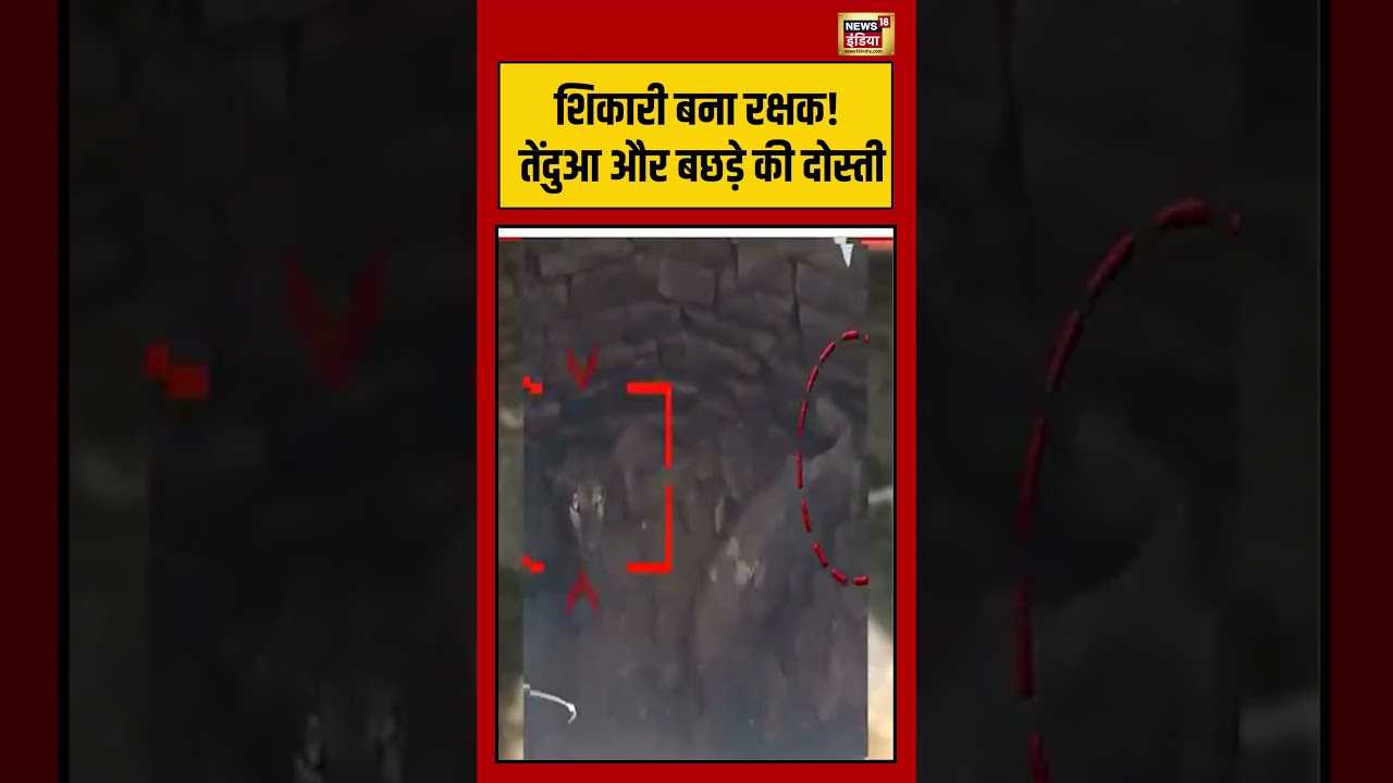 Leopard की पीठ पर बैठा बछड़ा, लोग हैरान! | #viralvideo #viralnews #shorts