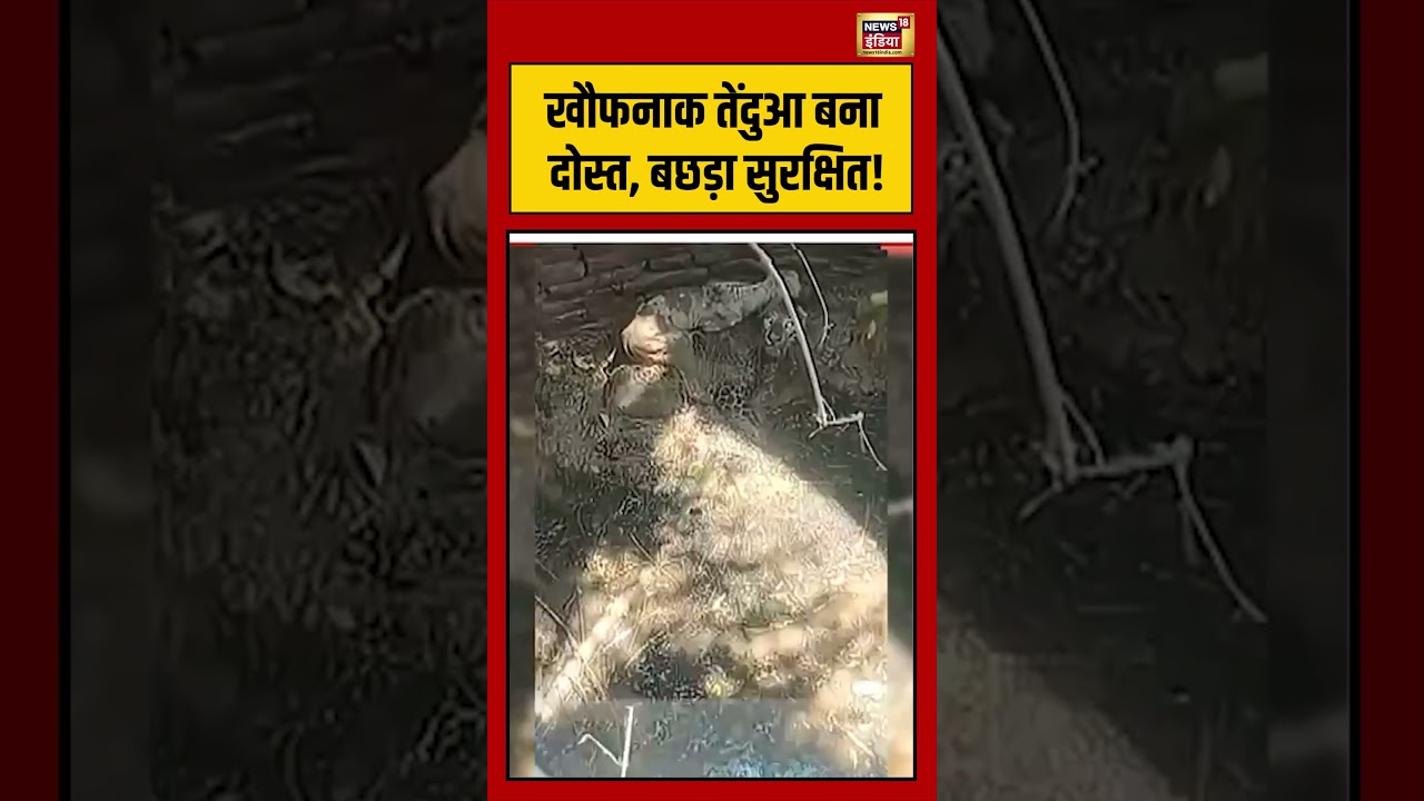 Leopard Viral Video | खौफनाक तेंदुआ बना दोस्त, बछड़ा सुरक्षित! #viralvideo #viralnews #shorts