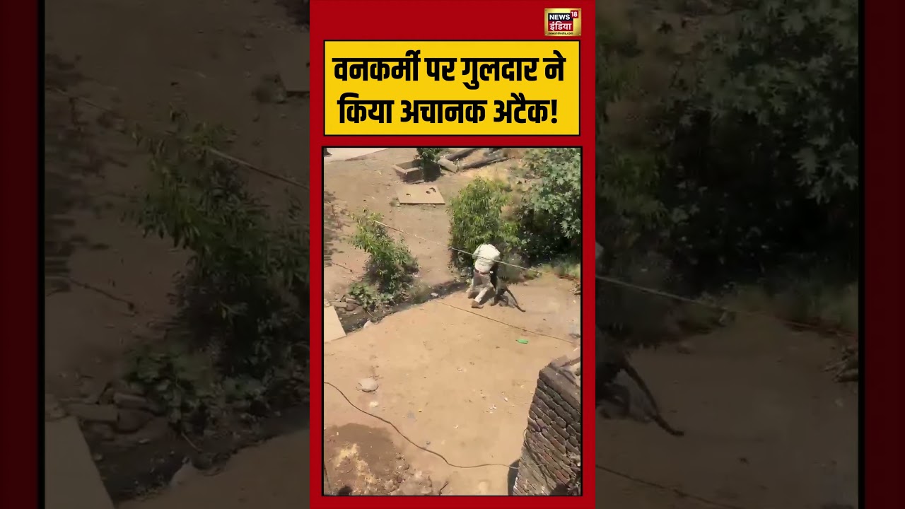 Leopard Viral Video | वनकर्मी पर गुलदार ने किया अचानक अटैक! #viralvideo #viralnews #shorts #leopard