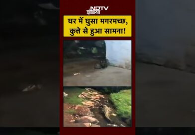 MP News: घर में घुसा मगरमच्छ, कुत्ते से हुआ सामना! | #shorts #viralnews #viralvideo #ndtvindia