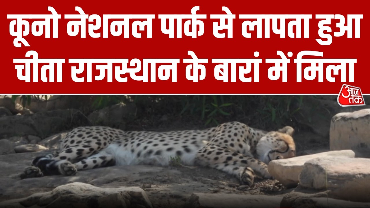 Madhya Pradesh के Kuno National Park से भटककर Rajasthan पहुंचा चीता, वन विभाग में मचा हड़कंप