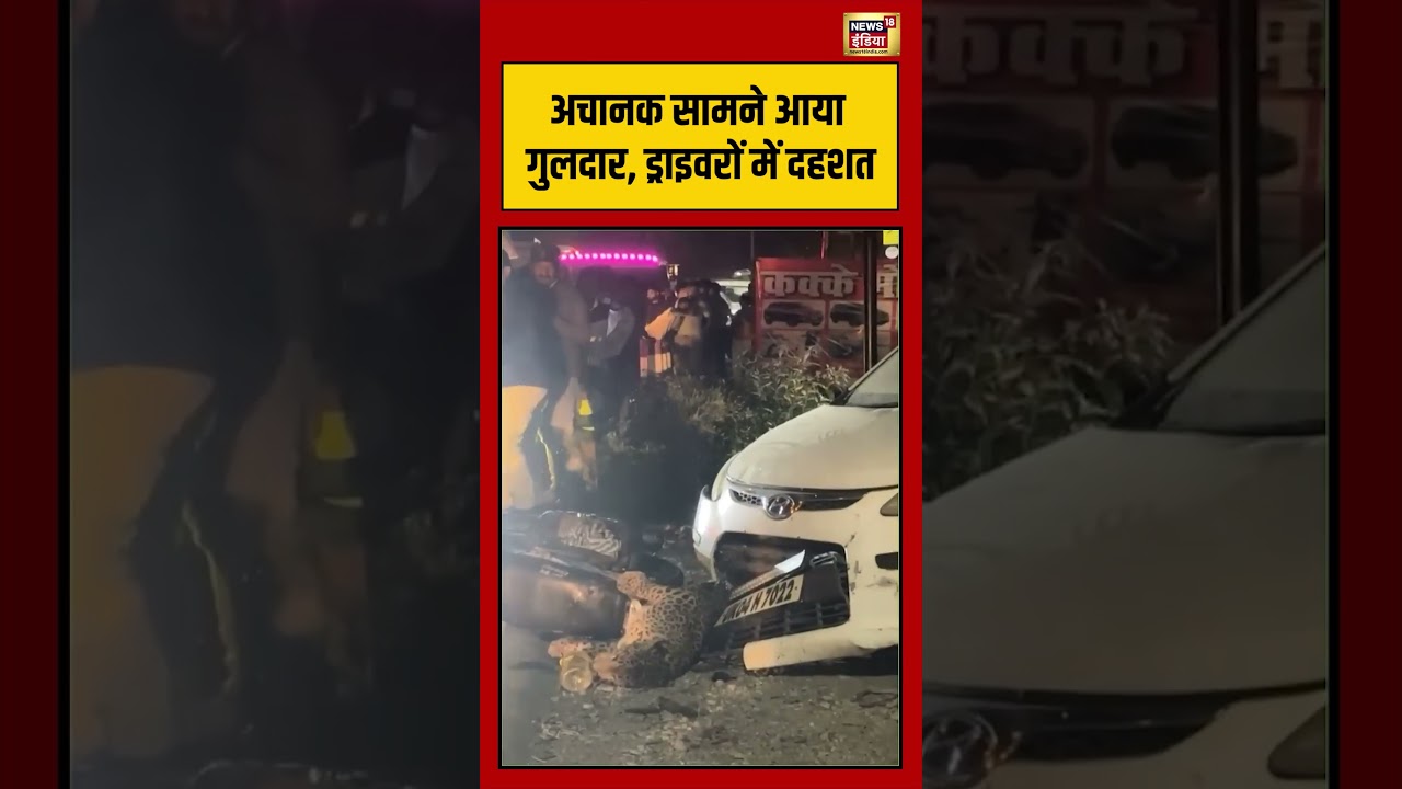 Nanital Viral Video | अचानक सामने आया गुलदार, ड्राइवरों में दहशत | #viralvideo | #viralnews