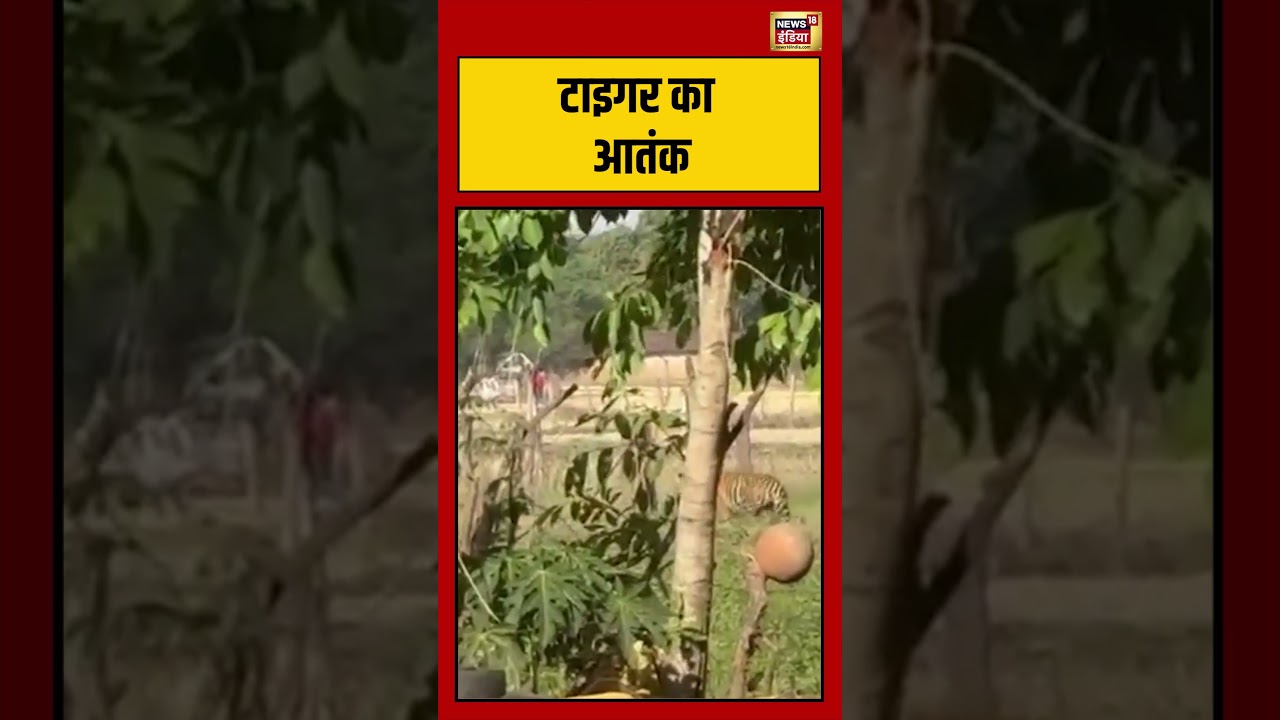 Panna Viral Video | टाइगर का आतंक | #shorts #viralvideo #viralnews #panna