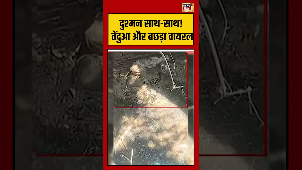 Panther Rescue Viral Video: दुश्मन साथ साथ! तेंदुआ और बछड़ा वायरल | #viralvideo #viralnews #shorts