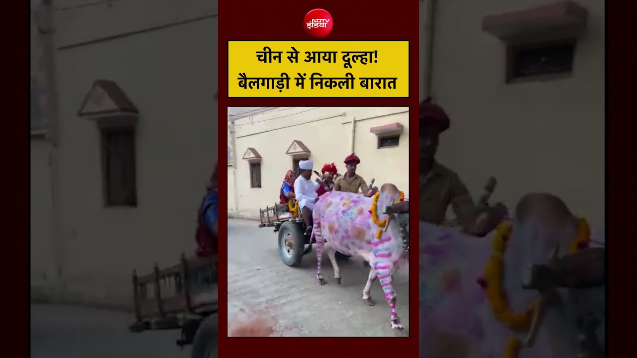 Rajasthan Viral Baraat Video… चीन से आया दूल्हा! बैलगाड़ी निकली बारात