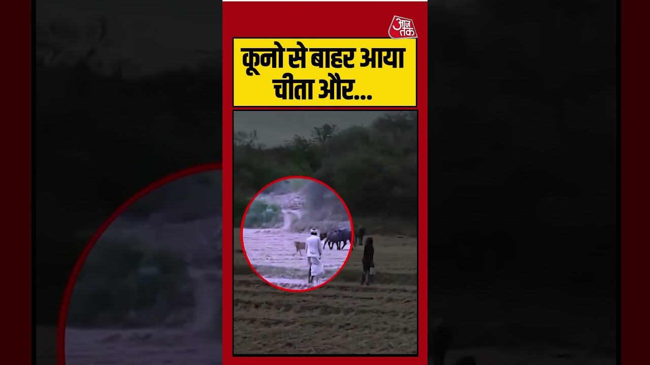 Shorts | कूनो से बाहर आया चीता और… | #tiger #viralvideo