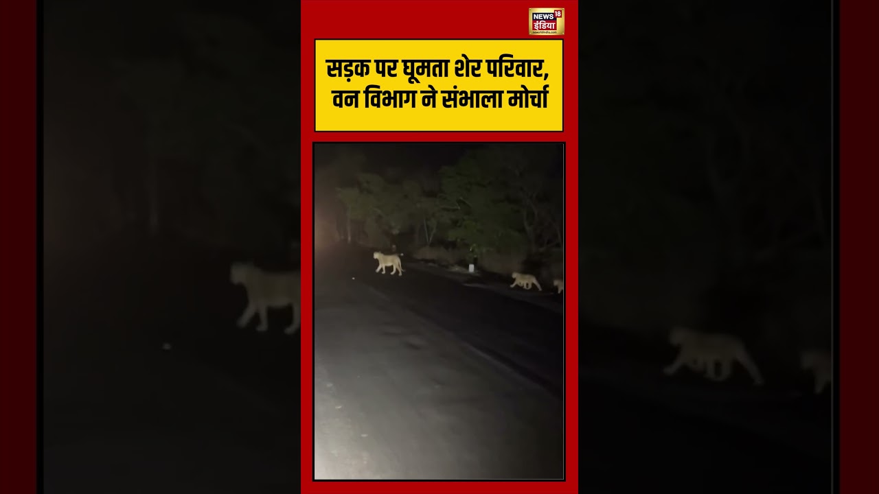 VIral Video | सड़क पर घूमता शेर परिवार, वन विभाग ने संभाला मोर्चा #viralvideo #viralnews #shorts