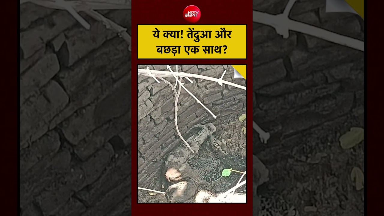Viral News: आंखों पर नहीं हो रहा यकीन, तेंदुआ और बछड़ा साथ! | #viralnews #viralvideo #ndtvindia