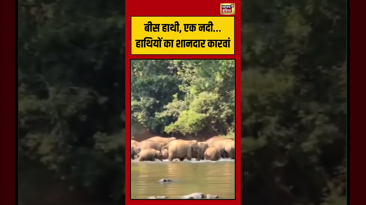 Viral VIdeo: बीस हाथी, एक नदी… हाथियों का शानदार कारवां | #viralvideo #viralnews #shorts