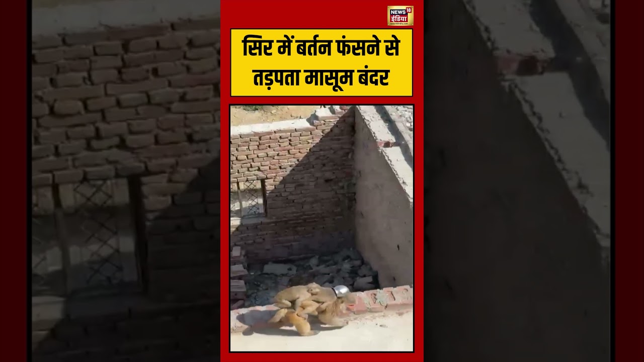 Viral VIdeo | Monkey | सिर में बर्तन फंसने से तड़पता मासूम बंदर | #viralnews #shorts