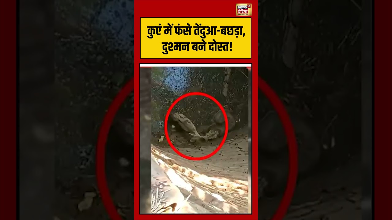 Viral Video: कुएं में फंसे तेंदुआ बछड़ा, दुश्मन बने दोस्त! | #viralvideo #viralnews #shorts