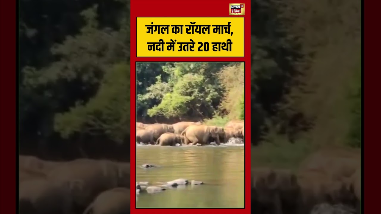 Viral Video: जंगल का रॉयल मार्च, नदी में उतरे 20 हाथी | #viralvideo #viralnews #shorts