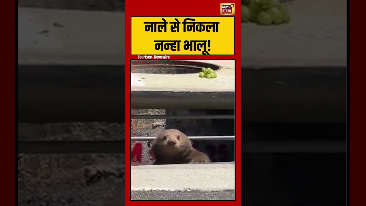 Viral Video | नाले से निकला नन्हा भालू! | #viralnews | #viralshorts