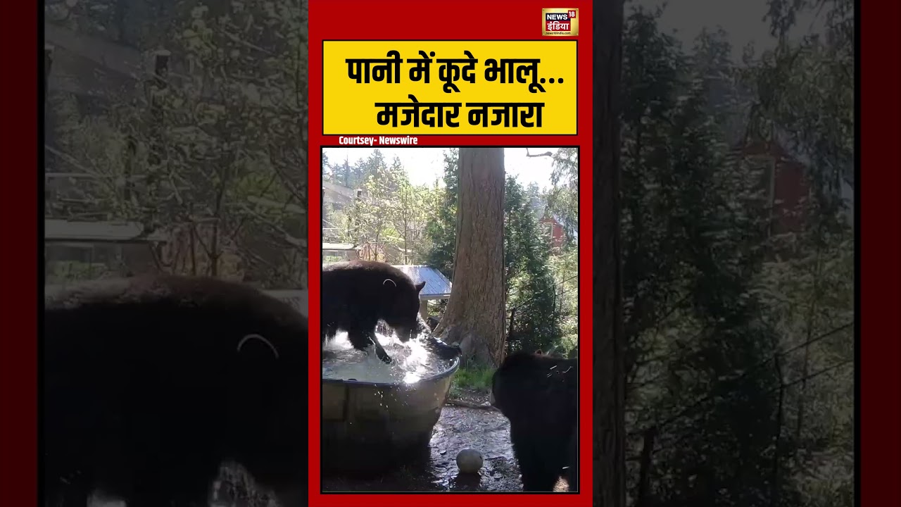 Viral Video | पानी में कूदे भालू… मजेदार नजारा | #viralnews | #viralshorts
