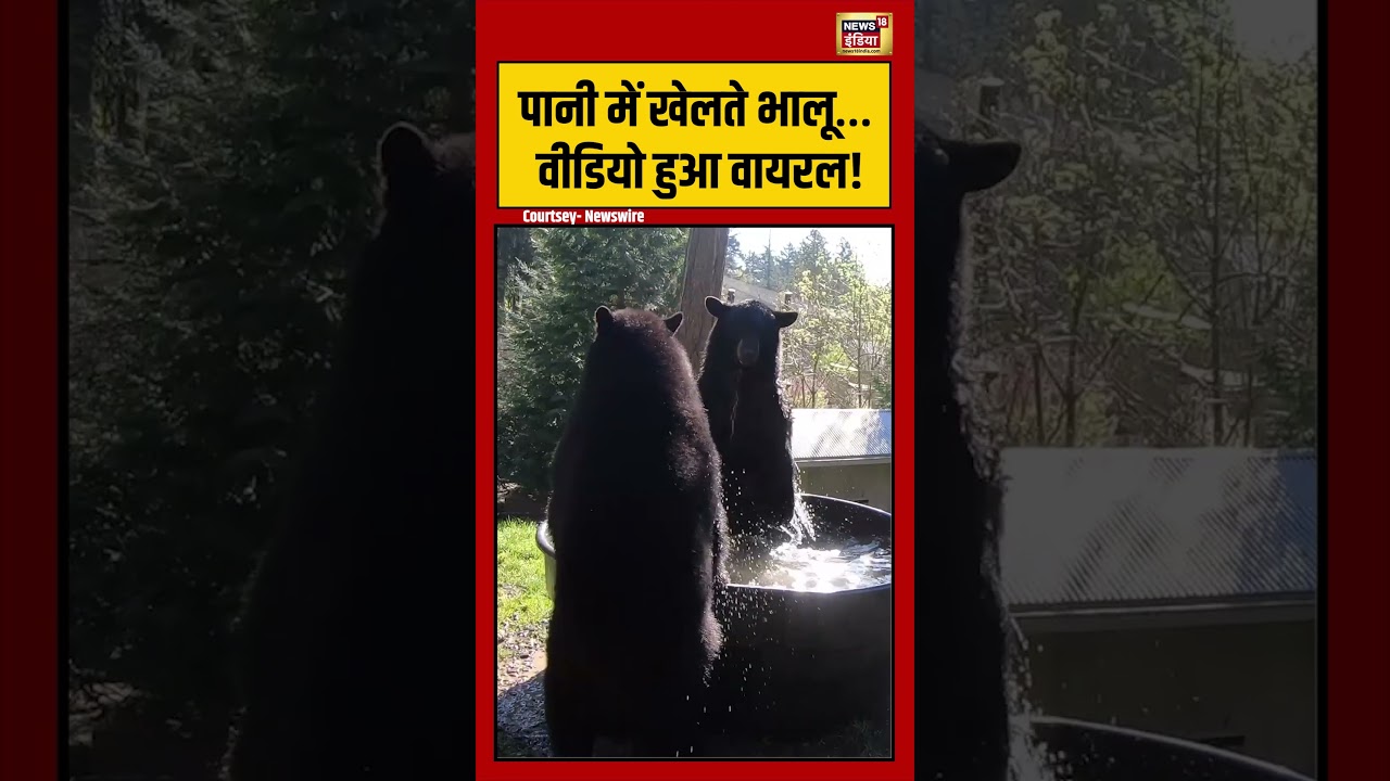 Viral Video | पानी में खेलते भालू… वीडियो हुआ वायरल! | #viralnews | #viralshorts