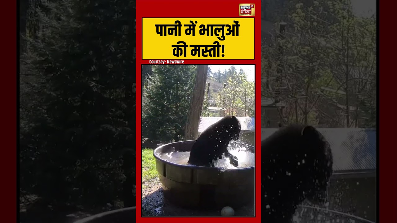 Viral Video | पानी में भालुओं की मस्ती! | #viralnews | #viralshorts