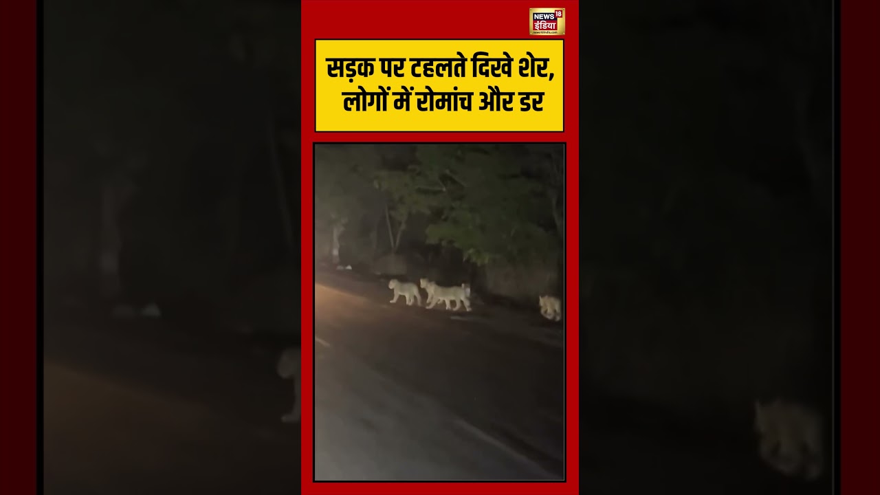 Viral Video | Animal | सड़क पर टहलते दिखे शेर, लोगों में रोमांच और डर | #viralvideo #shorts