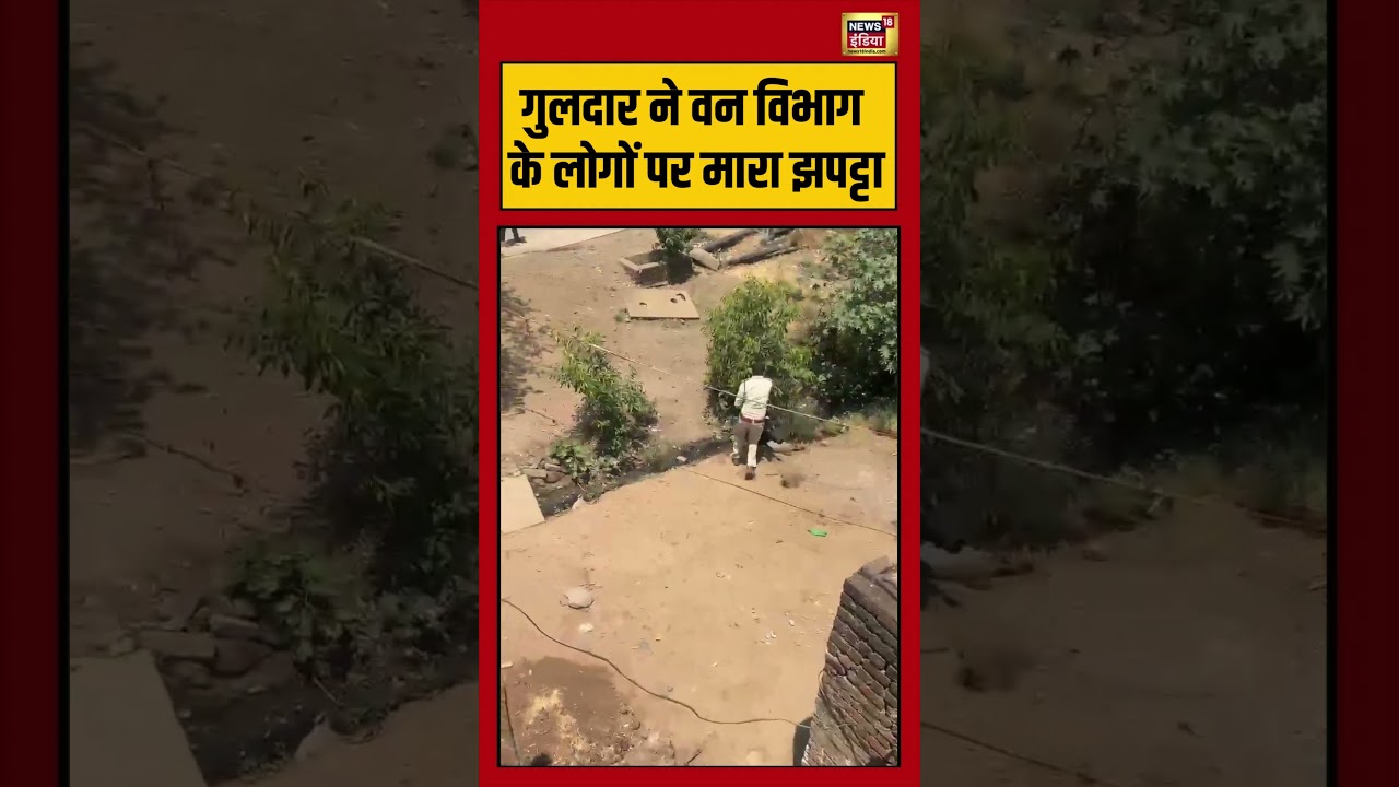 Viral Video | Leopard ने वन विभाग के लोगों पर मारा झपट्टा #viralvideo #viralnews #shorts #leopard