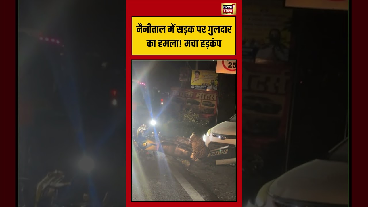 Viral Video: Nainital में सड़क पर गुलदार का हमला! मचा हड़कंप | #viralvideo #viralnews #shorts