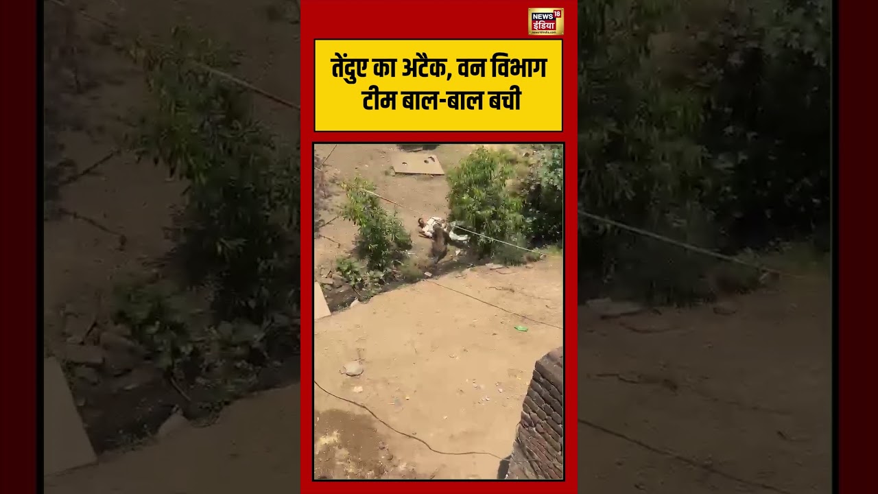 Viral Video: leopard का अटैक, वन विभाग टीम बाल बाल बची | #viralvideo #viralnews #shorts