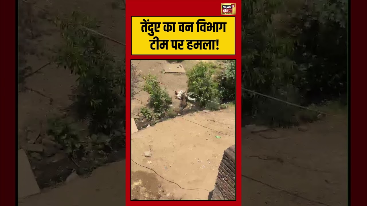 Viral Video: leopard का वन विभाग टीम पर हमला! | #viralvideo #viralnews #shorts