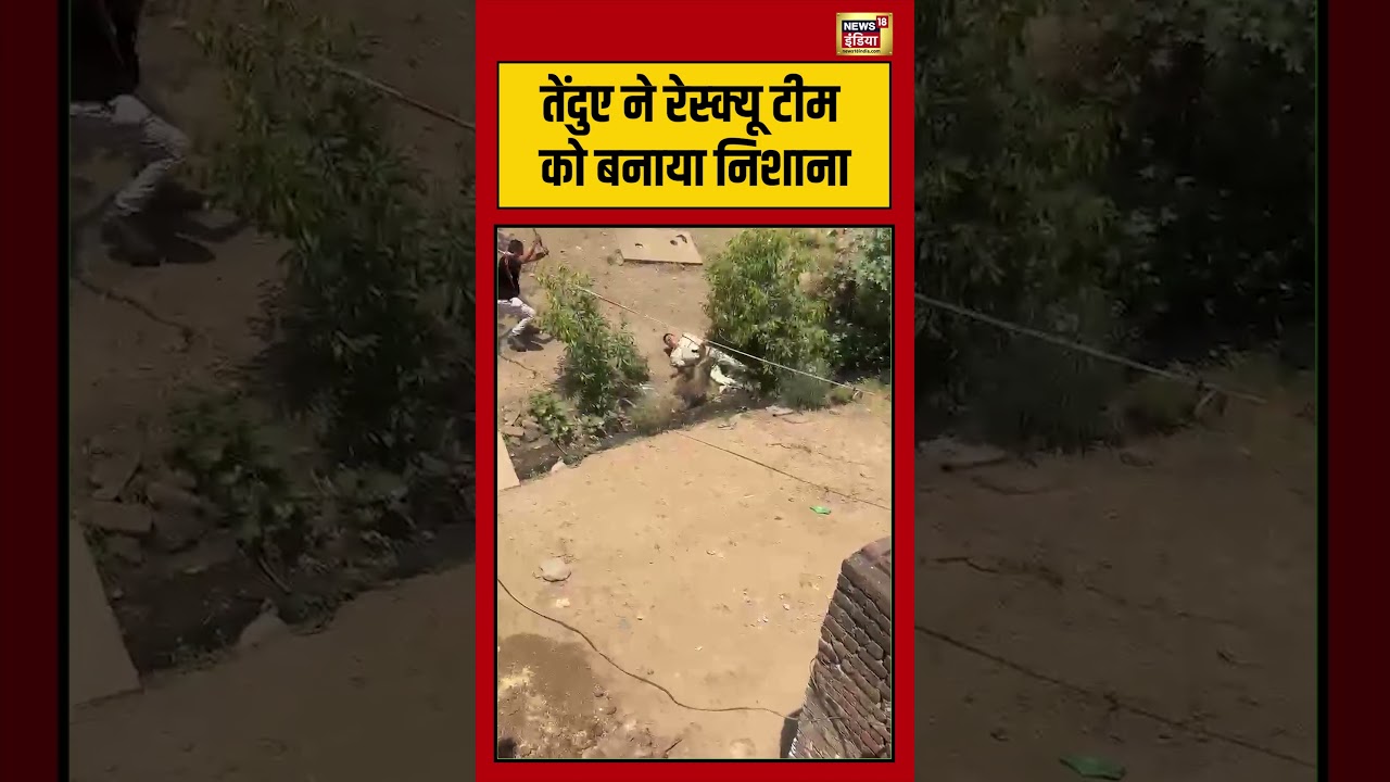 Viral Video: leopard ने rescue team को बनाया निशाना #viralvideo #viralnews #shorts