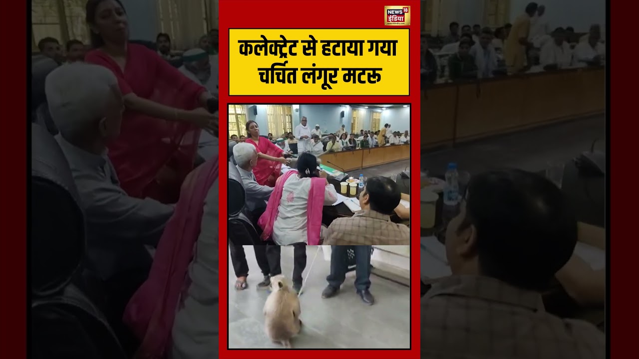 Viral Video | कलेक्ट्रेट से हटाया गया चर्चित लंगूर मटरू | #viralnews | #viralshorts