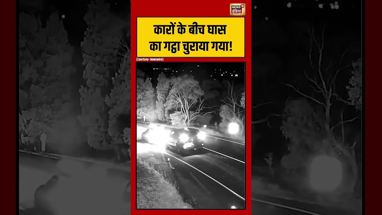 Viral Video | कारों के बीच घास का गट्ठा चुराया गया! | #viralnews | #viralshortvideo