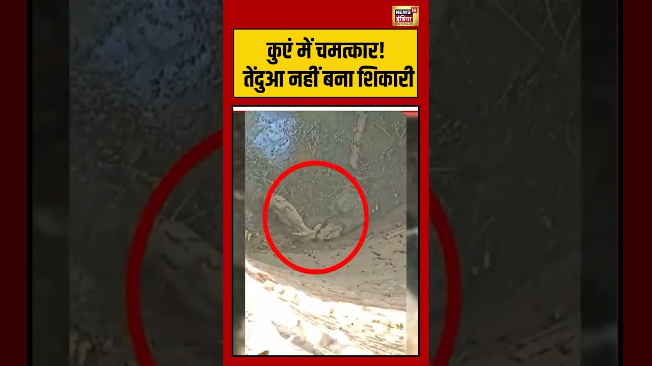 Viral Video: कुएं में चमत्कार! तेंदुआ नहीं बना शिकारी | #viralvideo #viralnews #shorts
