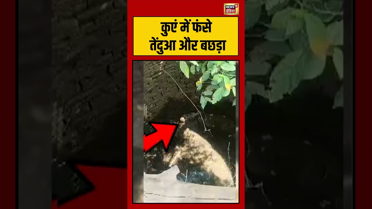 Viral Video | कुएं में फंसे तेंदुआ और बछड़ा | #shorts #viralvideo #viralnews
