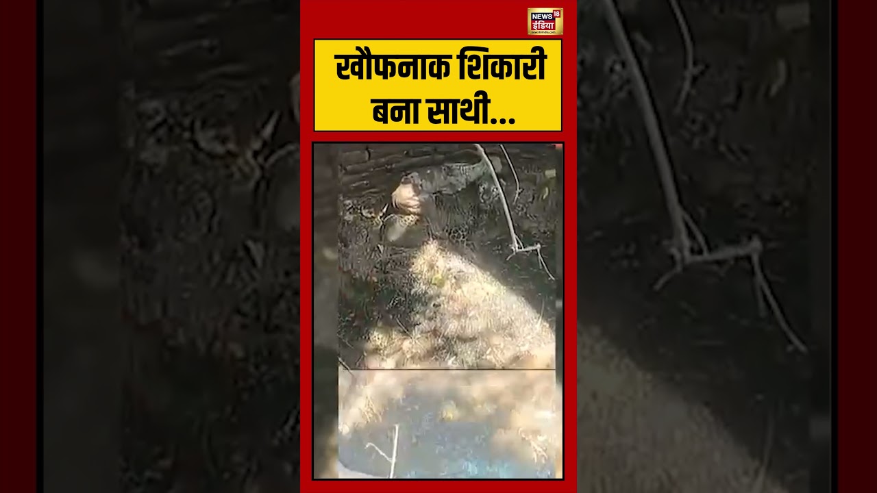 Viral Video | खौफनाक शिकारी बना साथी | #shorts #viralvideo #viralnews
