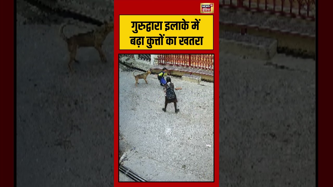 Viral Video | गुरुद्वारा इलाके में बढ़ा कुत्तों का खतरा | #viralnews #viralvideo #shorts
