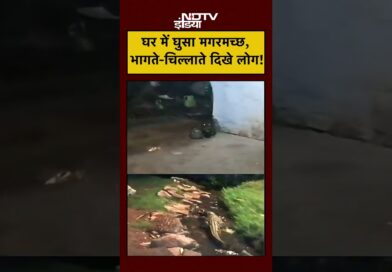 Viral Video: घर में घुसा मगरमच्छ, भागते-चिल्लाते दिखे लोग! | MP News | #shorts #viralnews