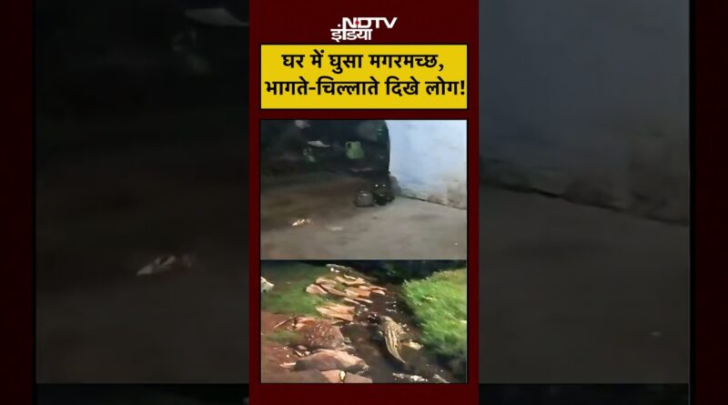 Viral Video: घर में घुसा मगरमच्छ, भागते-चिल्लाते दिखे लोग! | MP News | #shorts #viralnews