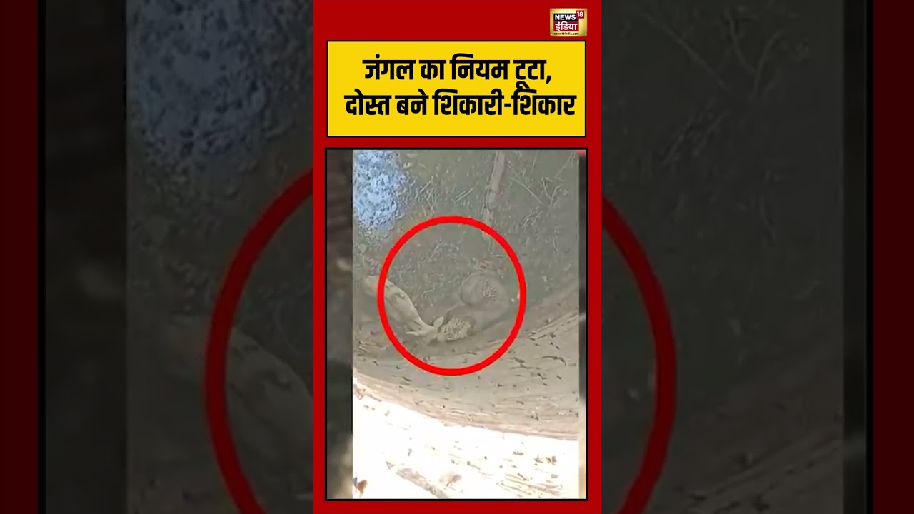 Viral Video | जंगल का नियम टूटा, दोस्त बने शिकारी-शिकार | #shorts #viralvideo #viralnews