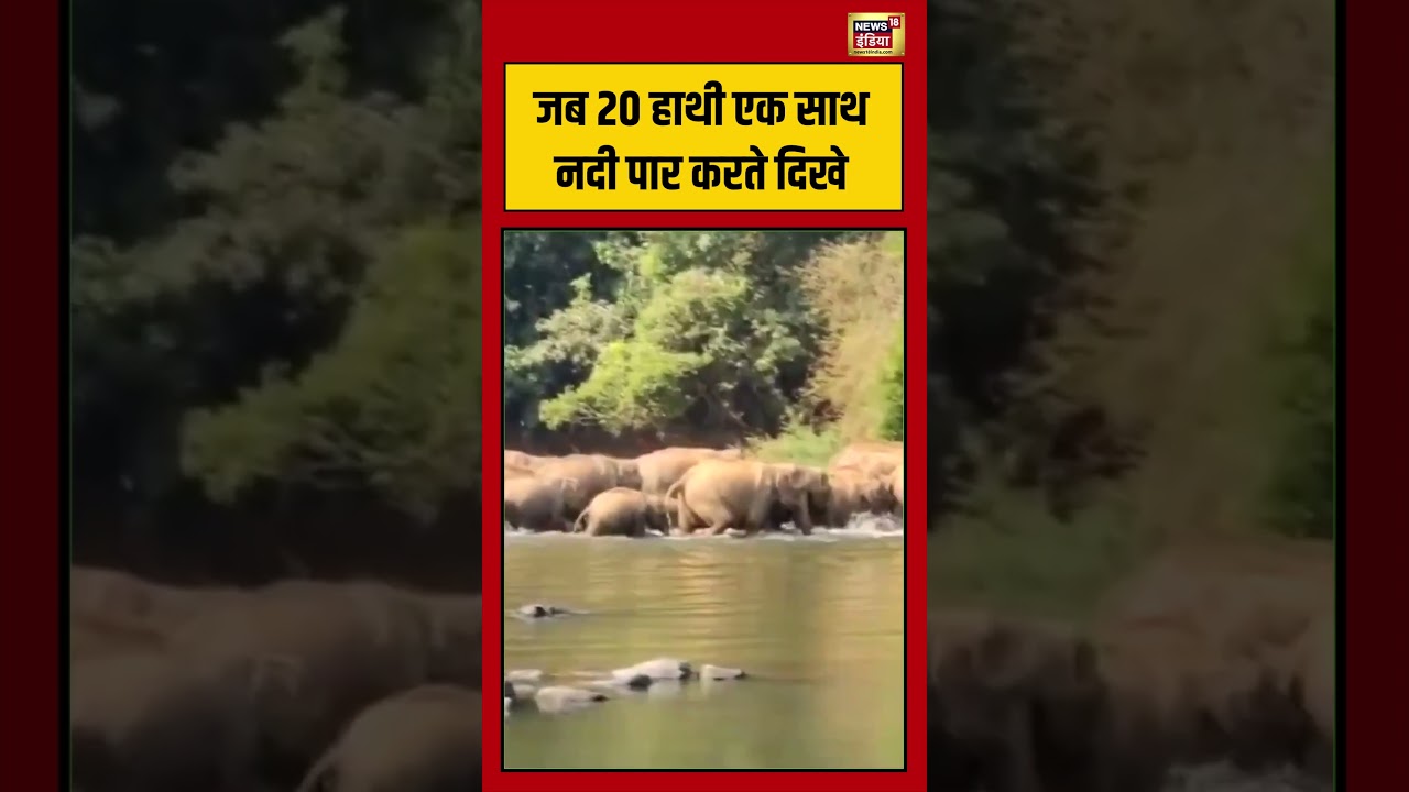 Viral Video: जब 20 हाथी एक साथ नदी पार करते दिखे | #viralvideo #viralnews #shorts