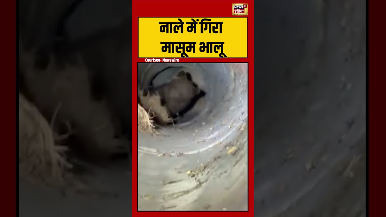 Viral Video | नाले में गिरा मासूम भालू | #viralnews | #viralshorts
