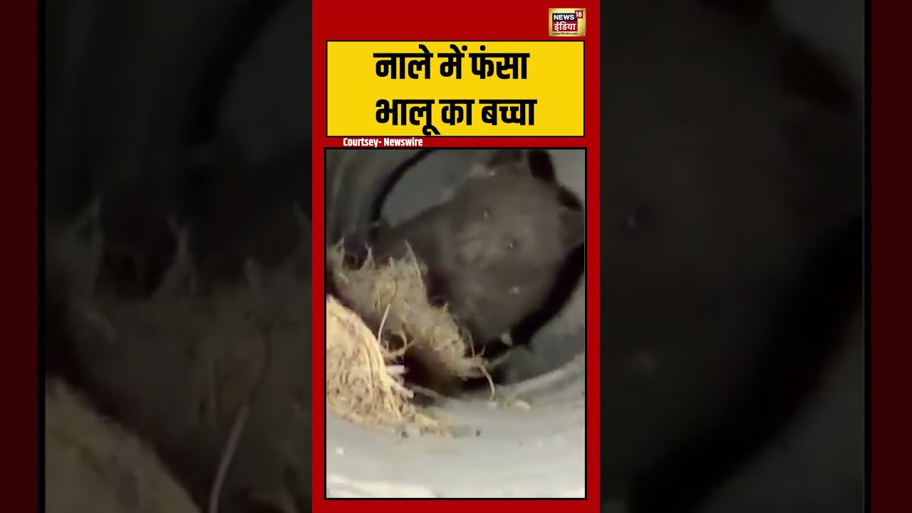 Viral Video | नाले में फंसा भालू का बच्चा | #viralnews | #viralshorts